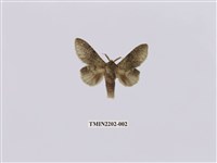 藏品(錫金蟻舟蛾)的圖片